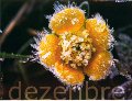 dezenbre