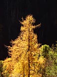 larice in veste autunnale
