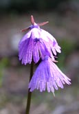 Soldanella alpina
