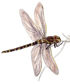 Dragonfly+larvae+water